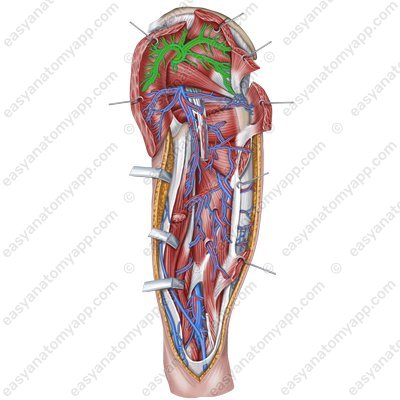 Superior gluteal vein (v. gluteus superior) – with the arteries of the same name